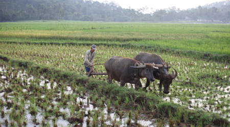 Membajak Sawah