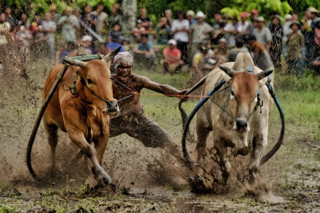 Paci Jawi Tanah Datar