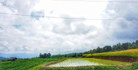 Hamparan hijau desa ku