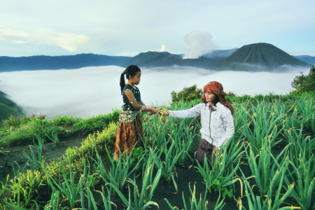 petani bromo