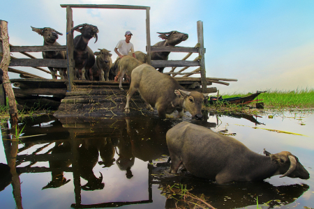 Kerbau rawa danau panggang