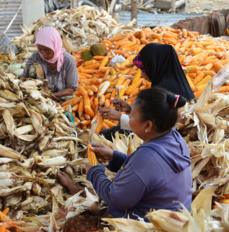 Panen Jagung