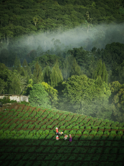 ladang dan petani