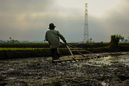 Gairah Membanjar Petak Sawah