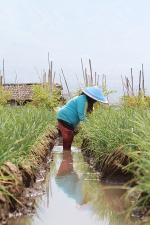 Petani Seledri