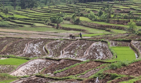 Membajak Sawah