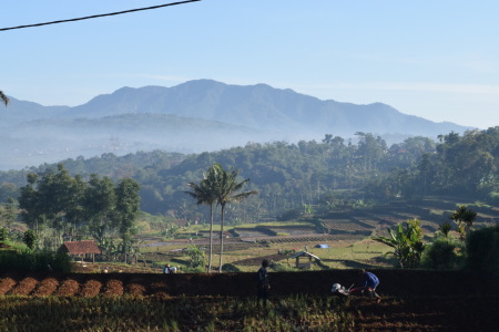 Kegiatan Bercocok Tanam di Desa Cilembu