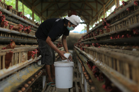 Memberi Makan Ayam Petelur