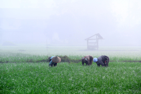 Basiang Padi di Sawah Solok