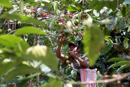 Kebun Kopi Lereng Gunung Welirang