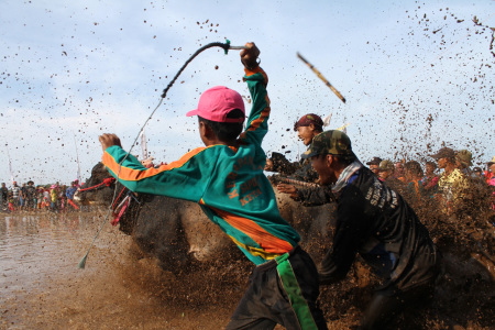 semangat sapi brujul