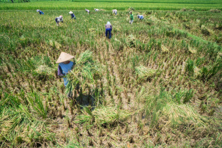 petani padi