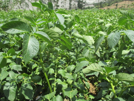 petani kentang dieng