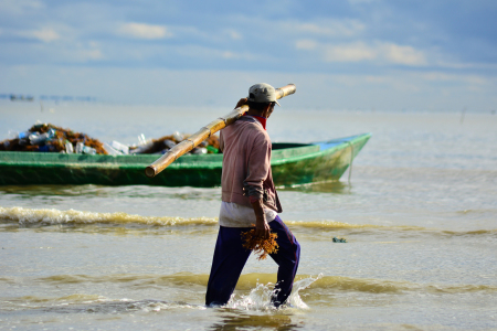 PERGI MEMANEN RUMPUT LAUT