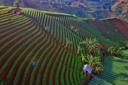 Hamparan Luas Ladang Bawang