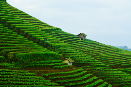 PETANI  BAWANG