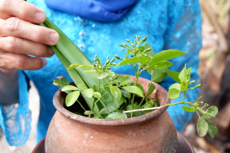 Filosofi Percikan Air dari Pohon Kemuning