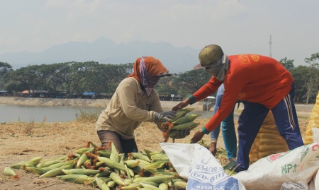 Panen Jagung Untuk Sesuap Nasi