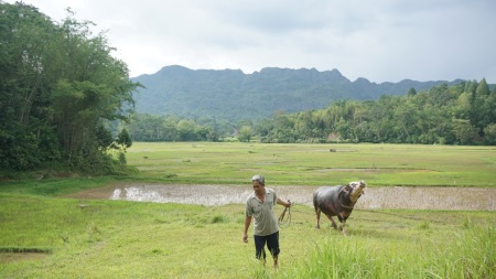 Menuntun Kerbau Ke Kandang