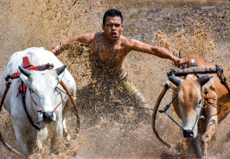 Pacu jawi, uniknya atraksi budaya dari Minangkabau