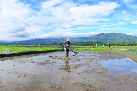 Petani