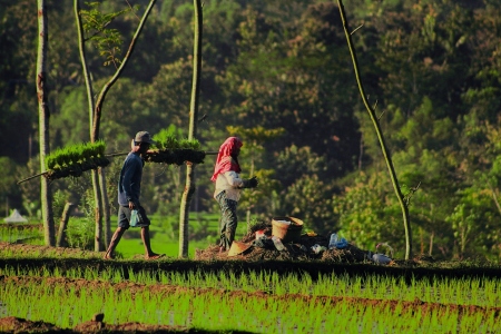 suasana sawah