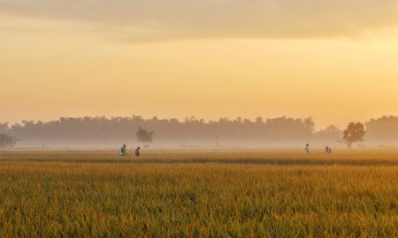 Petani