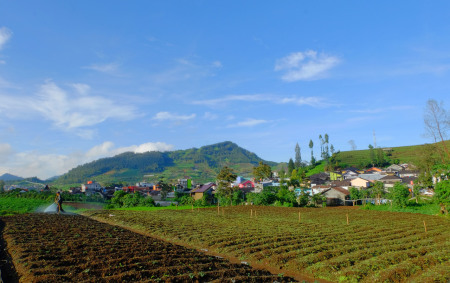 Petani Kentang