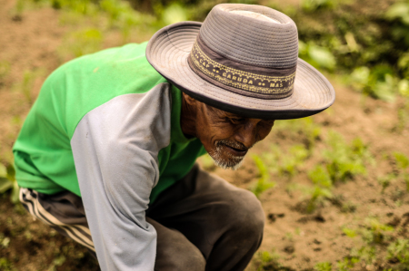 Petani