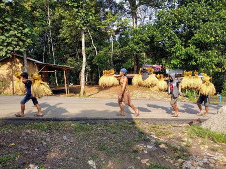 Padi Baduy