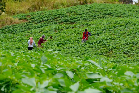 Petani Sayur Tanah Karo