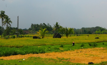 Memotong rumput untuk pakan ternak