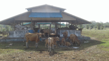 Peternakan Sapi