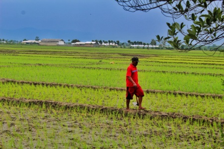 Menyusuri Pematang