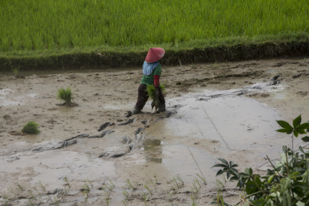 Menanam padi di sawah