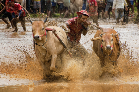 Pacu Jawi