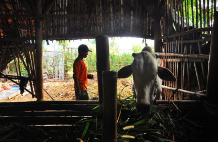 Sapi dan peternaknya