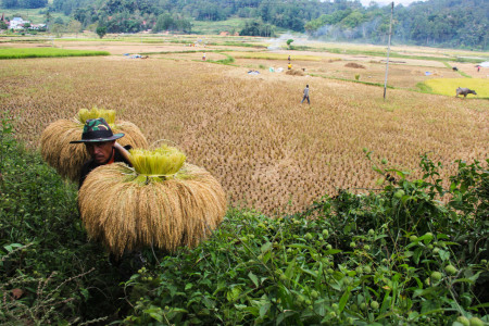 Panen Padi