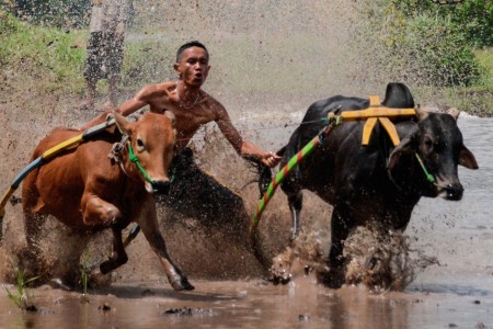 Pacu Jawi