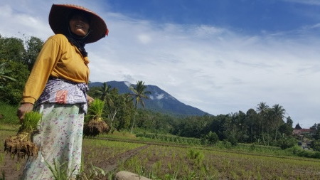 Petani Negeri Ku