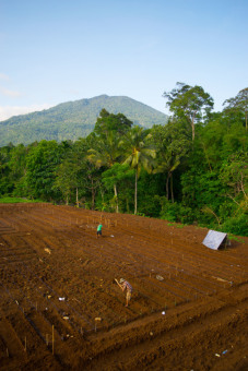 Menanam Dengan Rapi