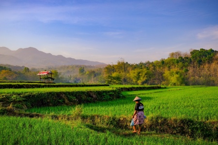 Sinar semangat pagi bagi pahlawan pangan