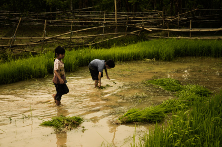 Anak Petani