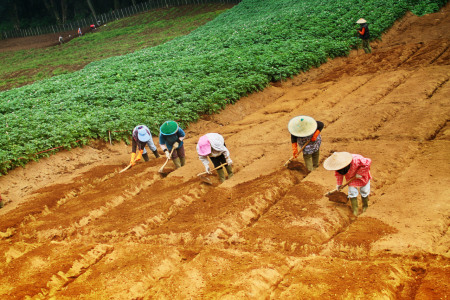 Geliat Petani Wortel