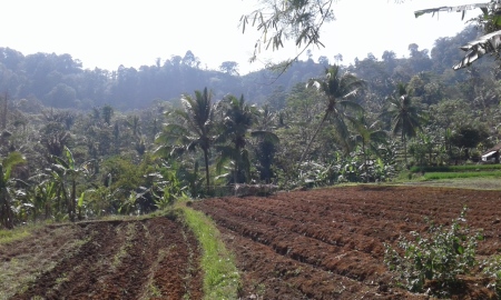 sawhku untuk menanam cabai