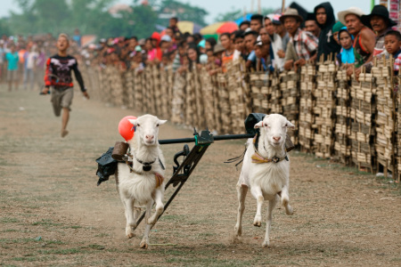 KARAPAN KAMBING