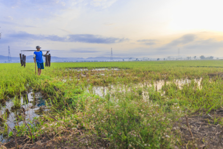 Sawah Surga Ku