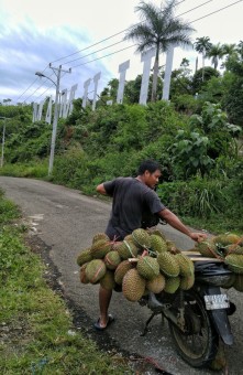 Motor Durian
