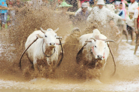 Pacu/lomba Sapi