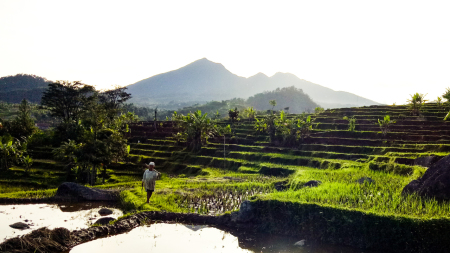 Berjalan di pematang sawah